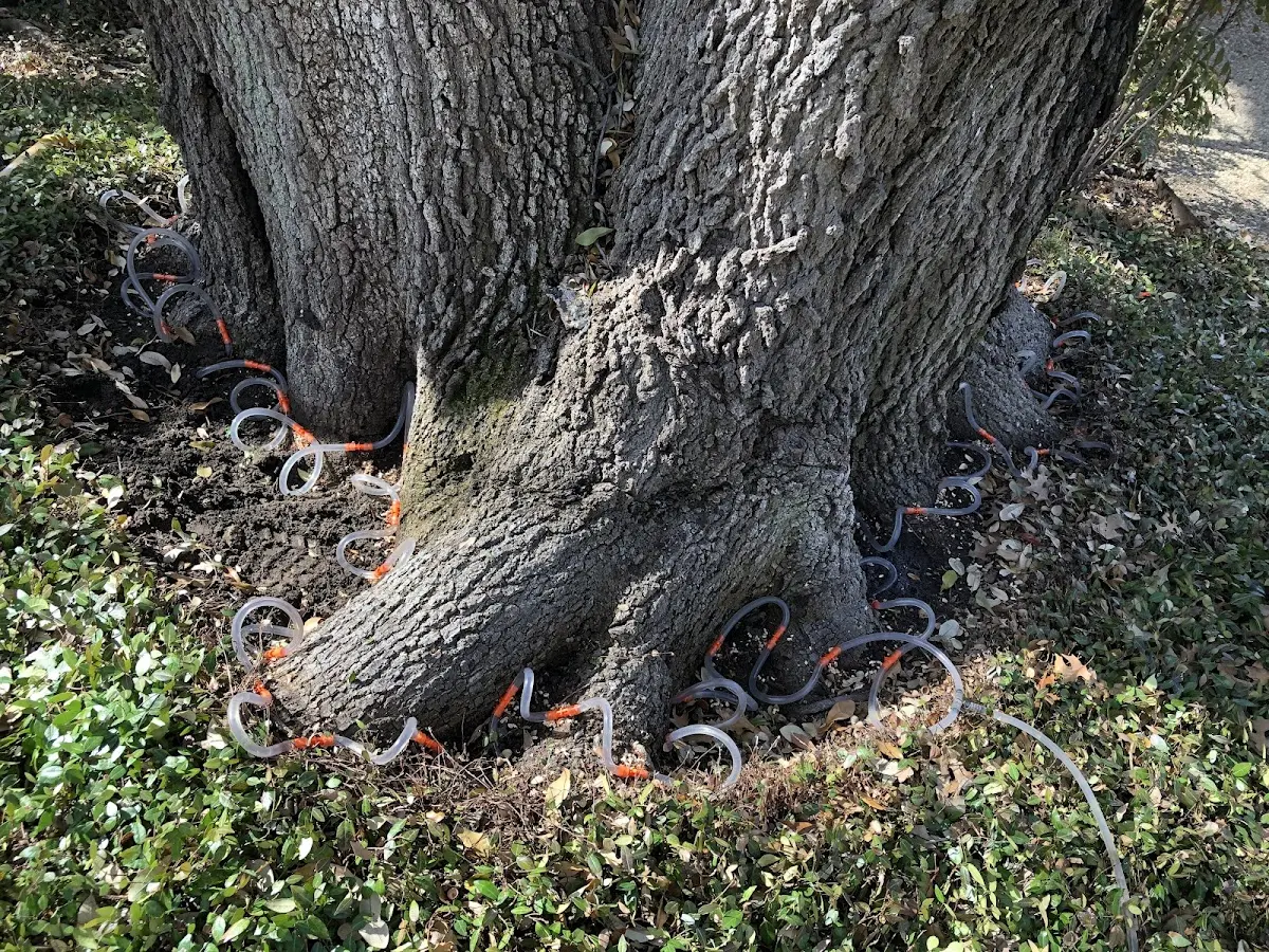 Detailed Tree Cabling and Bracing job site in Carolina