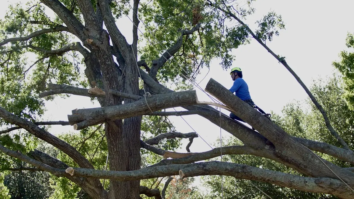 Professional Hazardous Tree Removal performed by certified arborists in Carolina