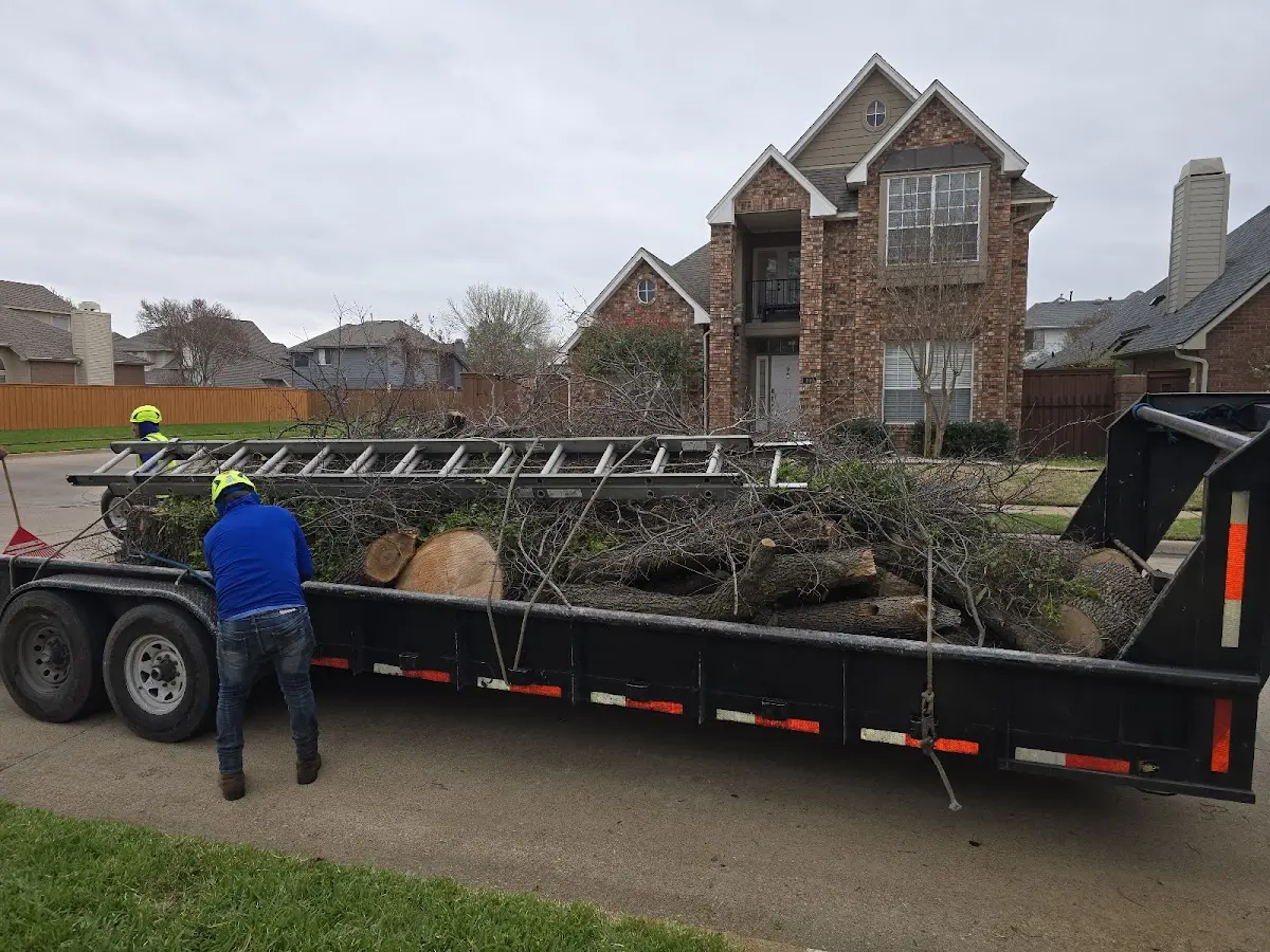 Expert Tree Removal with proper safety equipment in Carolina